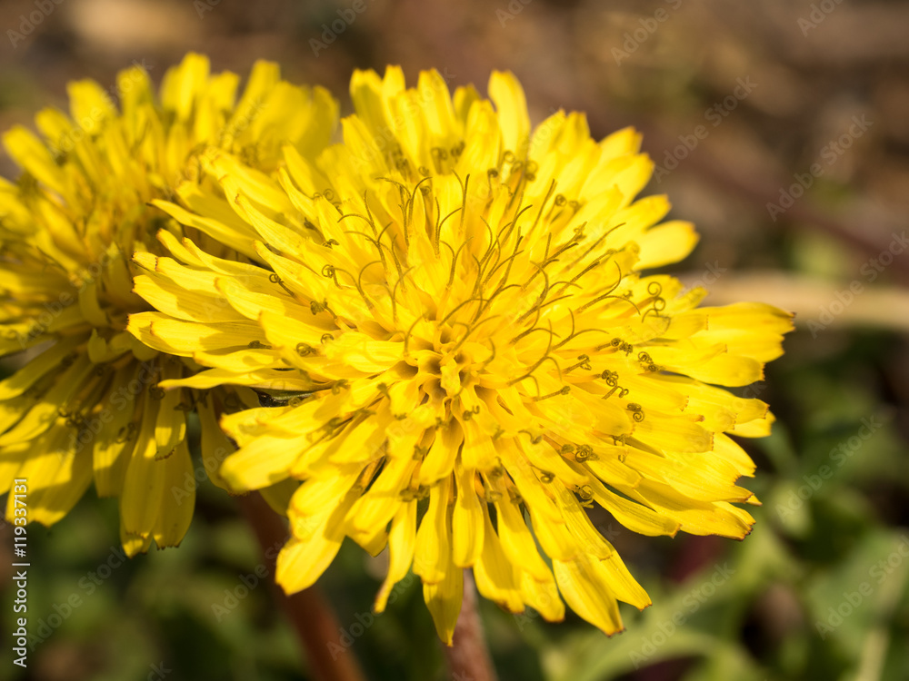 Dandelion flowers Dandelion flowers