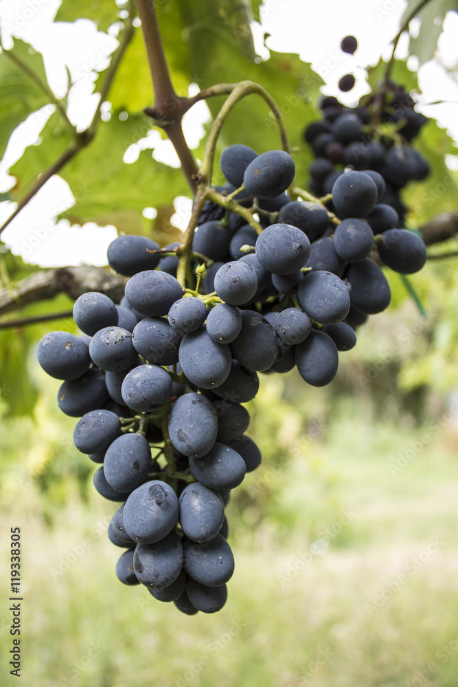 Grappolo di Sangiovese, vitigno di uva rossa in Romagna