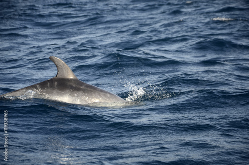 Dauphins nageant en liberté dans l’Atlantique au large de Sao Miguel