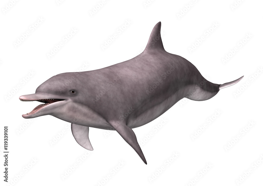Obraz premium 3D Rendering Dolphin on White