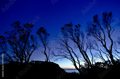 Silhouette of trees in the morning under the stars