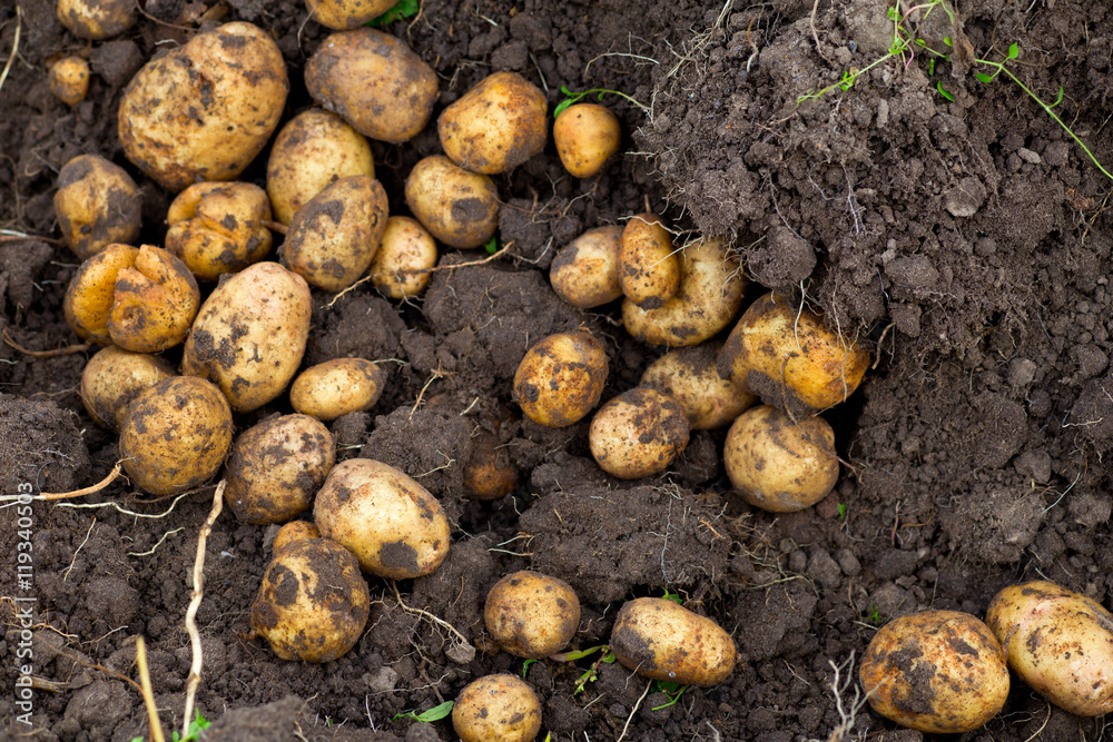 Fresh dug potatoes in the garden in the ground Fresh dug potatoes in the garden in the ground