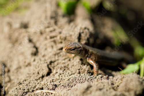 Macro of tiny lizard in the forest temperate zone © YOR