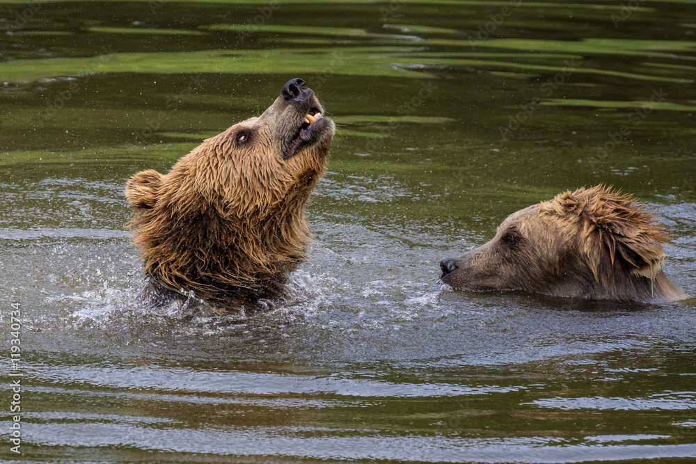 Braunbär - Ursus arctos