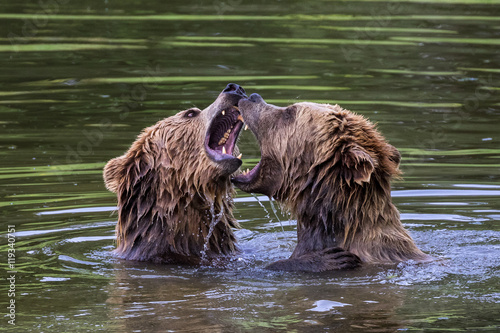Braunbär - Ursus arctos © rudiernst