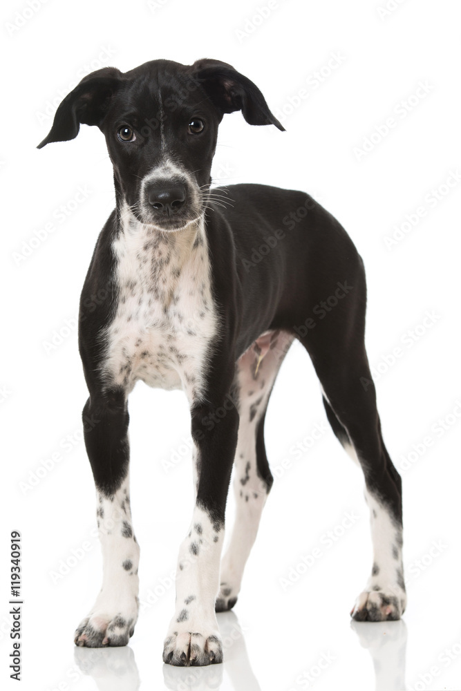 Scandinavian Hound Welpe Scandinavian Hound Welpe