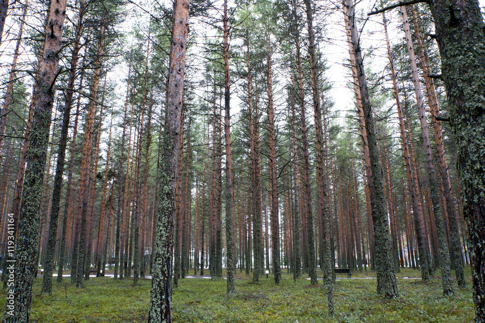 Fototapeta premium Pine forest at the spring