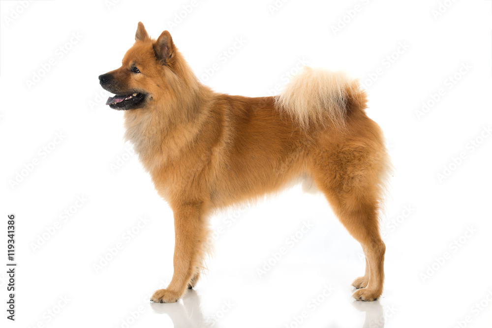 Eurasier