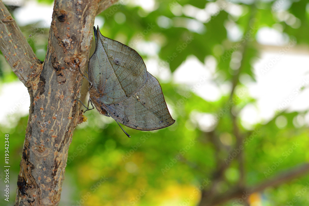 Naklejka premium Kallima inachus butterfly with amazing camouflage, also called orange oakleaf or dead leaf