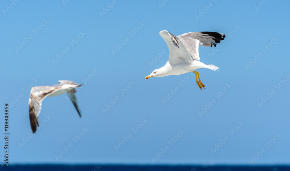 Seagull is flying and soaring over blue sea. Seagull is flying and soaring over blue sea.