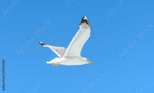 Seagull is flying and soaring over blue sea.