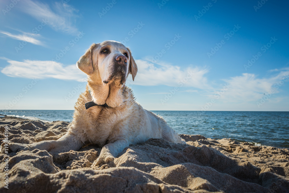 Old yellow dog Labrador Retriever is lying on the beach with full of sand close to seaside in Poland, blue sky in the background, hot and sunny summer Old yellow dog Labrador Retriever is lying on the beach with full of sand close to seaside in Poland, blue sky in the background, hot and sunny summer