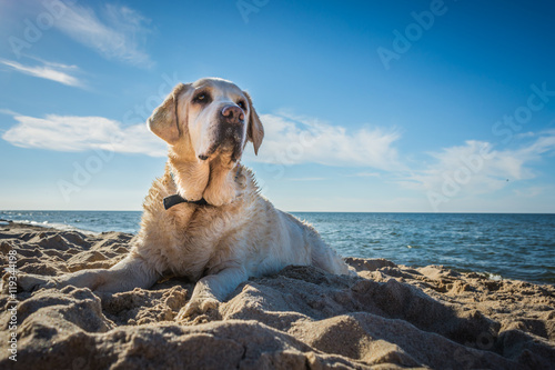 Old yellow dog Labrador Retriever is lying on the beach with full of sand close to seaside in Poland, blue sky in the background, hot and sunny summer