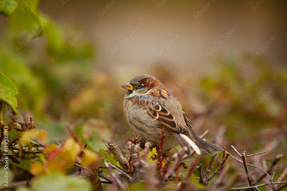 beautiful bird sitting on branch beautiful bird sitting on branch