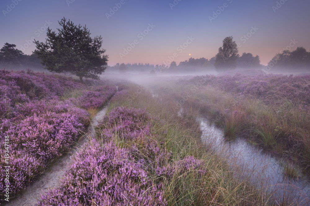 Path through blooming heather at dawn