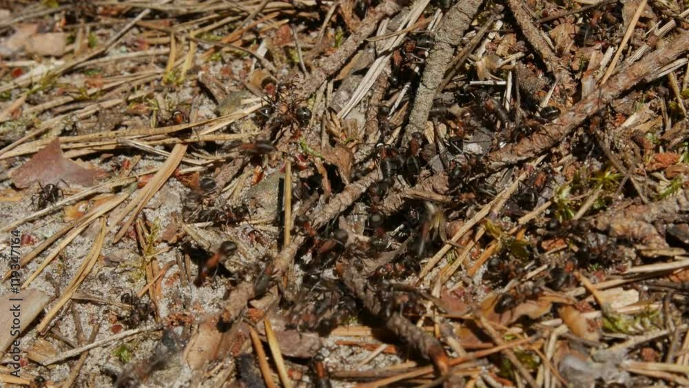 Close-up shot of small ants moving on the surface of an ant-hill. Close-up shot of small ants moving on the surface of an ant-hill.