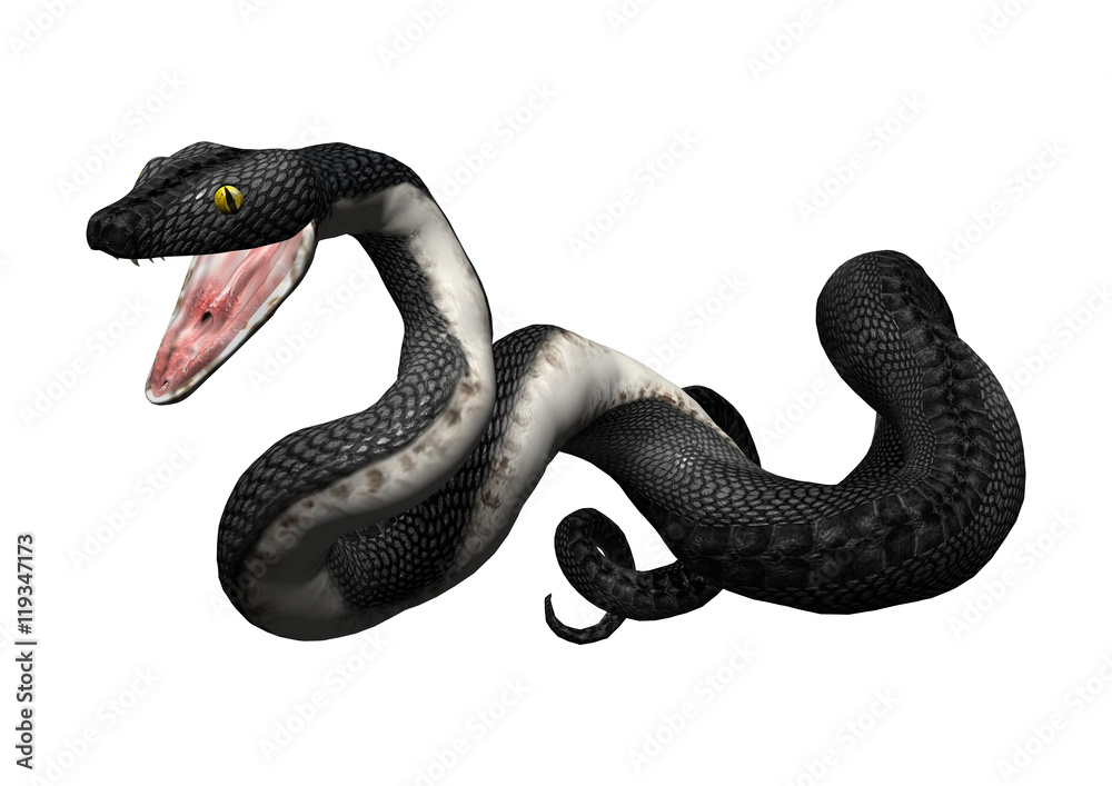Obraz premium 3D Rendering Southern Black Racer on White