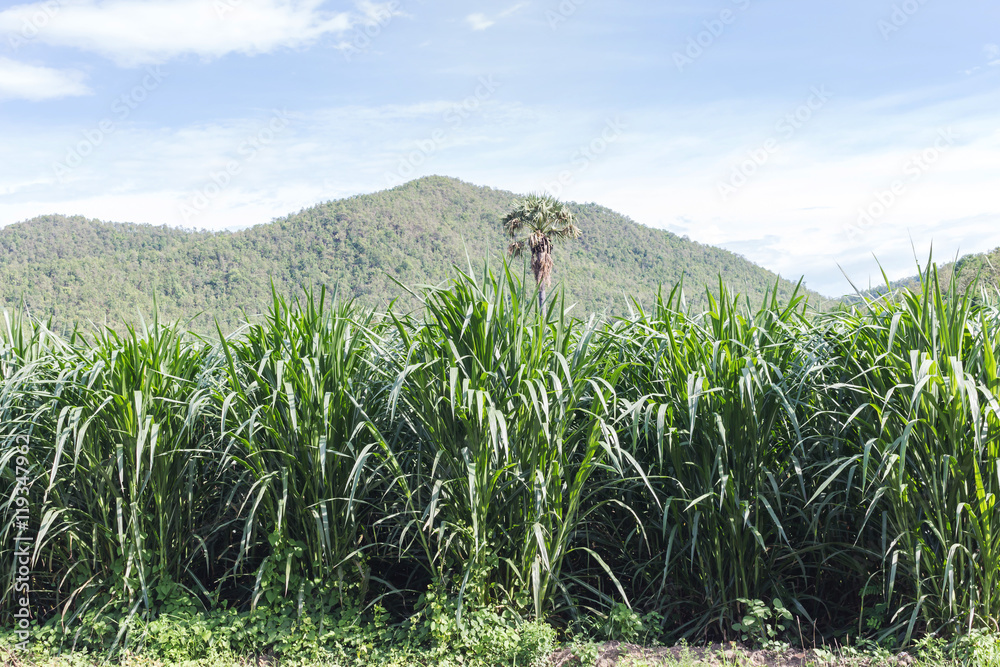 Closeup of a field of corn ready for harvest Closeup of a field of corn ready for harvest