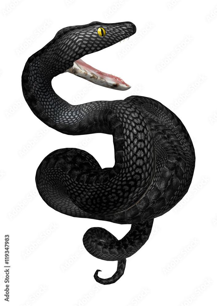 Obraz premium 3D Rendering Southern Black Racer on White