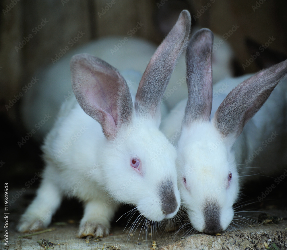 Adorable young bunnys in a big wood cage at farm house. Adorable young bunnys in a big wood cage at farm house.
