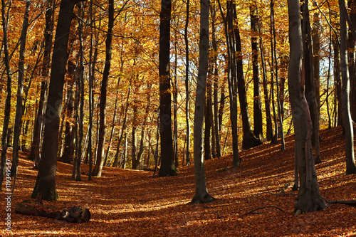 Beautiful autumn forest in the rays of the evening sun © okostia