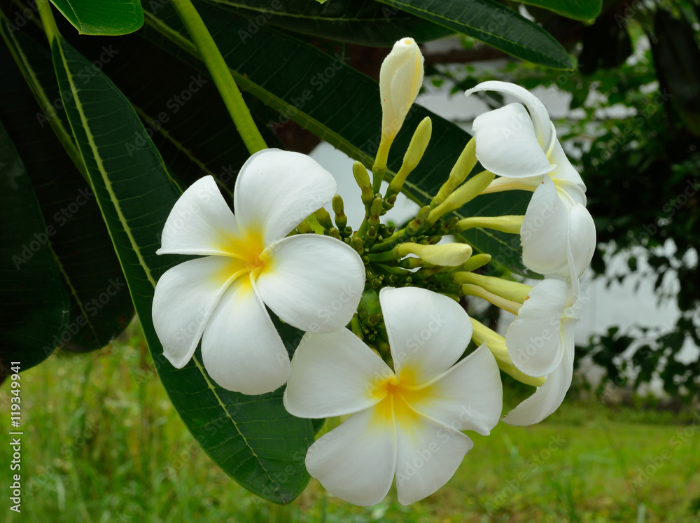 Fototapeta premium Beautiful White Plumeria, Tropical Flower