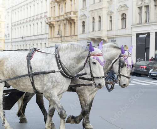 horses head in Prague czech