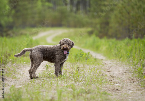 Fototapeta Naklejka Na Ścianę i Meble -  Brown dog is standing on the road. The dog is composed to the left and the dog breed is lagotto romagnolo, also known as the truffle dog. 