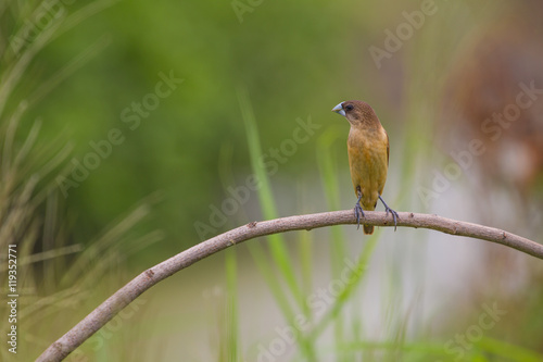 Chestnut Munia perching on a branch