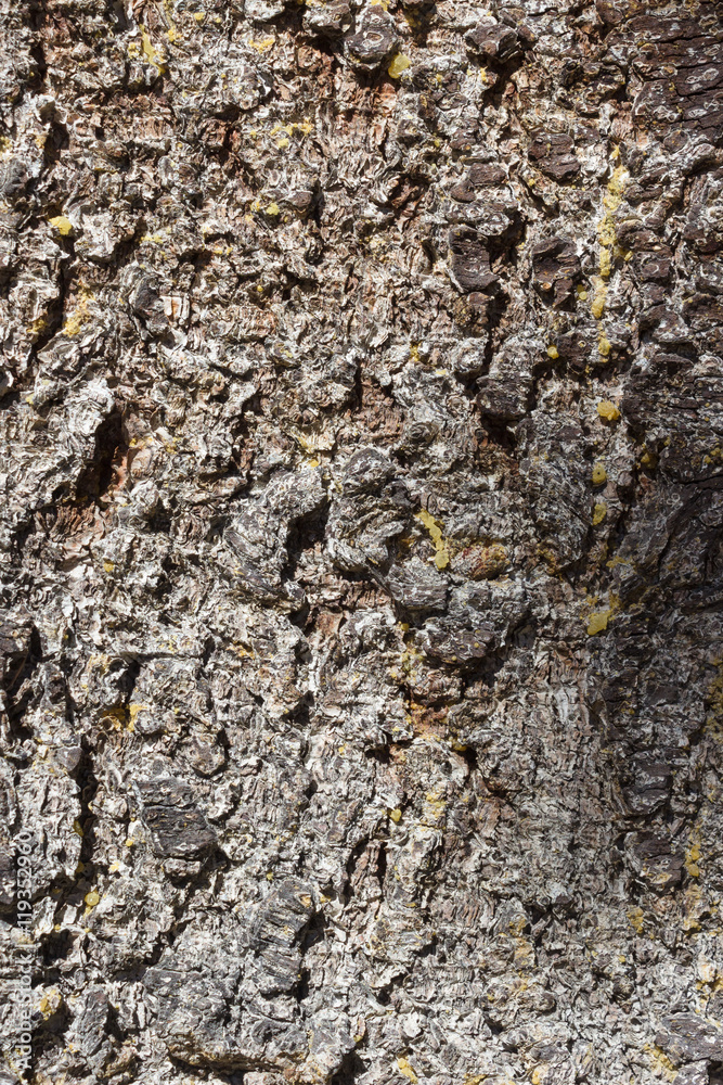 Organic pattern, Tree bark texture , spruce fir (Picea Abies) Organic pattern, Tree bark texture , spruce fir (Picea Abies)