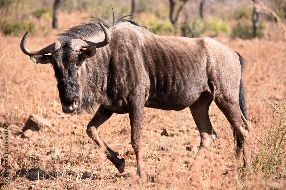 African Blue Wildebeest strolling through the dry African winter Savannah African Blue Wildebeest strolling through the dry African winter Savannah