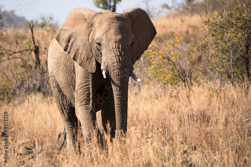 Lone African Elephant observing the photographer in the late winter afternoon sunshine 