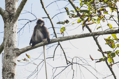 Thailand, dusky leaf monkey photo