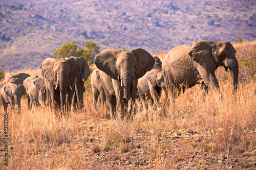 Breeding herd of African elephant pausing while the herd matriarch assesses the human activity between the herd and the waterhole. 