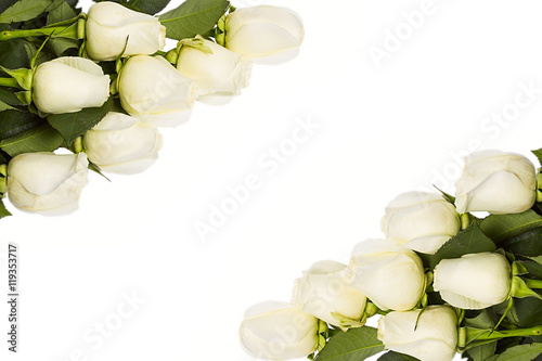 Roses Isolated On The White Background