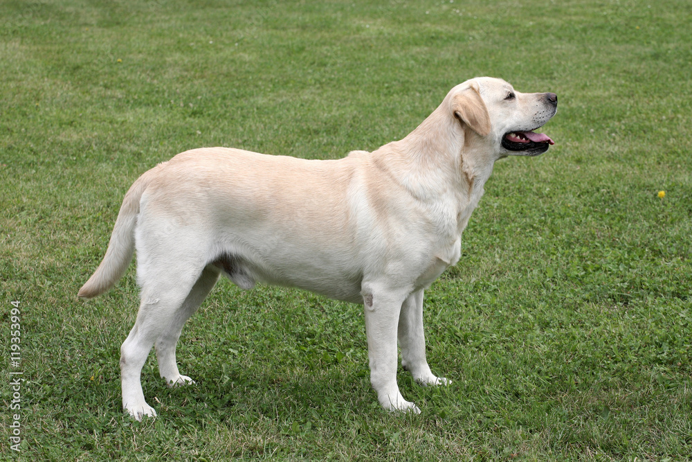 Typical Labrador Retriever in the garden Typical Labrador Retriever in the garden