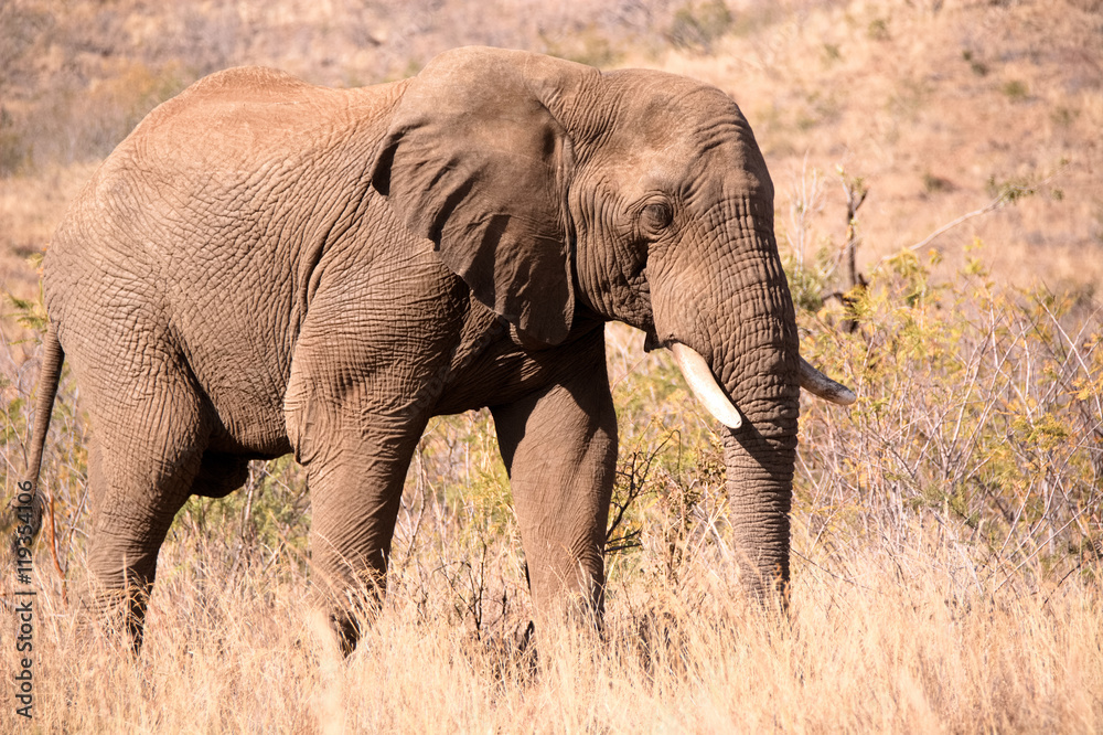 Lone African elephant bull on a sole journey to the waterhole Lone African elephant bull on a sole journey to the waterhole