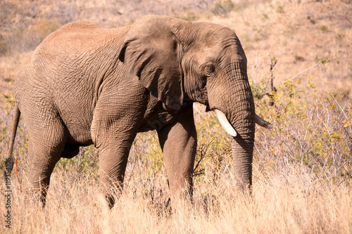 Lone African elephant bull on a sole journey to the waterhole