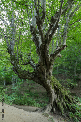 Old venerable tree in the forest 