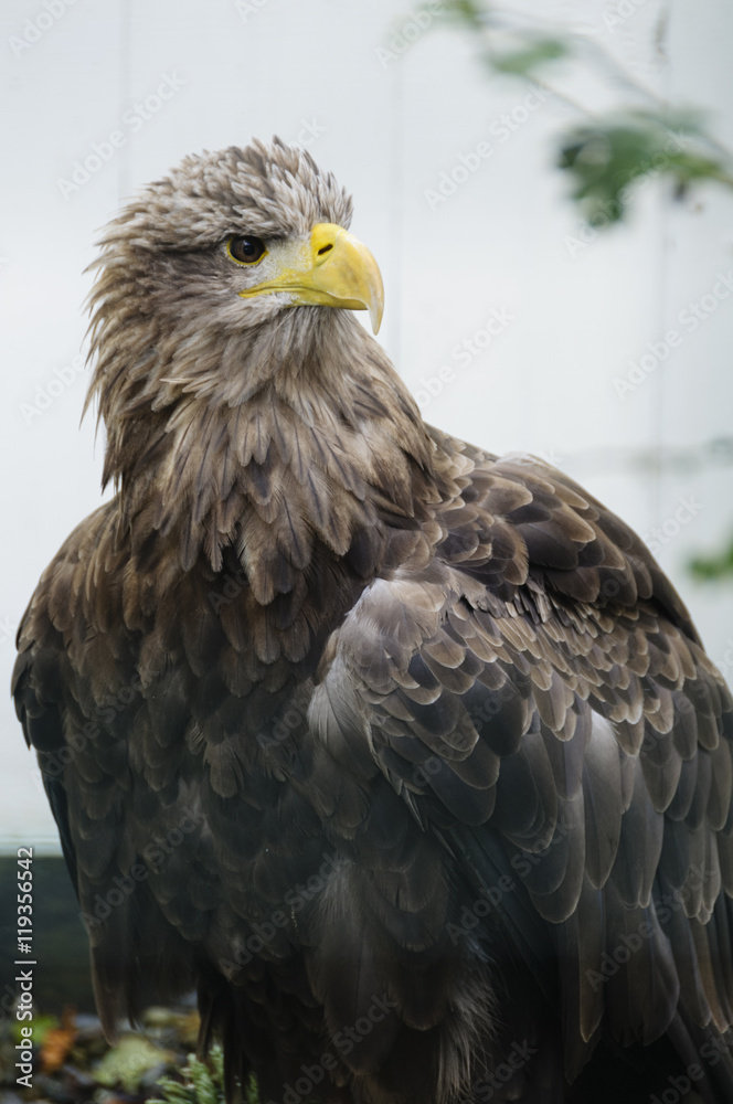 White tailed sea eagle (haliaeetus albicilla) White tailed sea eagle (haliaeetus albicilla)