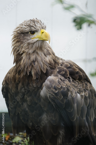 White tailed sea eagle (haliaeetus albicilla)