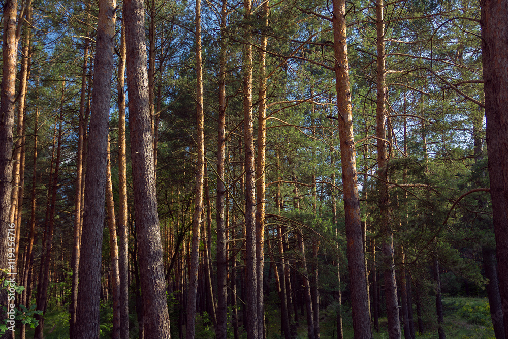 pine forest