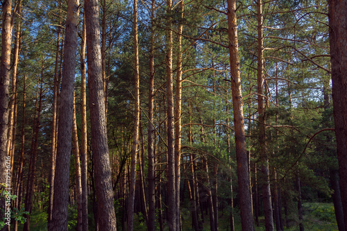 pine forest