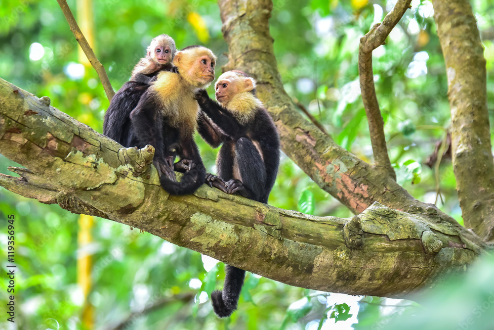Fototapeta premium Capuchin Monkey on branch of tree - animals in wilderness