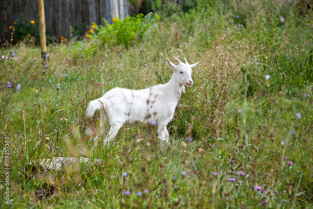 Obraz premium коза 5