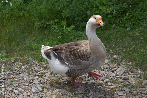 funny goose bird walk outdoors