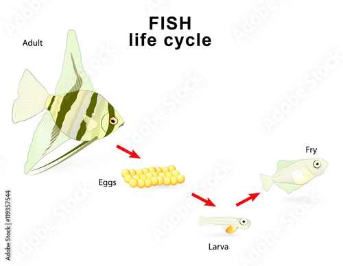 Fish life cycle