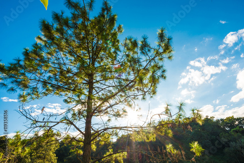 Rocky peaks green forest sub alpine mountain photo