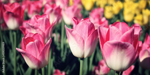 Pink tulips on the flowerbed. Aged photo. Macro. Spring floral background. Pink tulip flowers. Vintage photo. Closeup. Pink tulips on a nature background. Wide format. © Lora Sutyagina