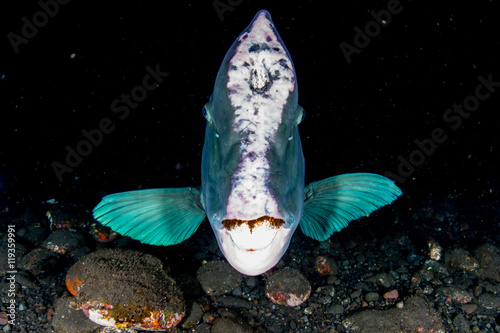 bumphead parrotfish close up portrait underwater detail photo